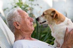 On savait que certains chiens, formés à cette mission, sont capables de détecter à l’odorat certains cancers. C’est également vrai pour le COVID-19 (Visuel Adobe Stock 158731172) On savait que certains chiens, formés à cette mission, sont capables de détecter à l’odorat certains cancers. C’est également vrai pour le COVID-19 (Visuel Adobe Stock 158731172)