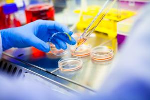 C'est un inhibiteur spécifique des allergènes capable de prévenir les réactions allergiques aux arachides (Visuel Adobe Stock 81147705) C'est un inhibiteur spécifique des allergènes capable de prévenir les réactions allergiques aux arachides (Visuel Adobe Stock 81147705)