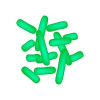 Un probiotique productif d'histamine réduit l'inflammation et supprime les tumeurs du côlon en apportant une enzyme manquante (HDC).