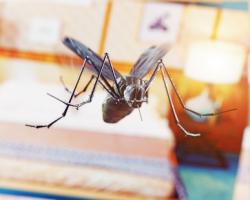 La virulence d'un pathogène varie selon l'heure de l'infection La virulence d'un pathogène varie selon l'heure de l'infection