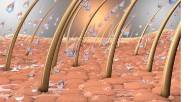 Ce gel à base de microsphères de kératine vient de démontrer son efficacité à faire repousser « les cheveux »... chez la souris (Visuel Fotolia 169916732) Ce gel à base de microsphères de kératine vient de démontrer son efficacité à faire repousser « les cheveux »... chez la souris (Visuel Fotolia 169916732)