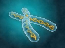 Le vieillissement cérébral résulte-t-il des chromosomes maternels ? (Visuel Fotolia 35778960)