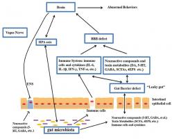 Cibler à nouveau l’axe intestin – cerveau Cibler à nouveau l’axe intestin – cerveau