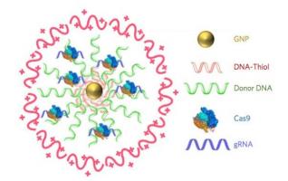 Une nouvelle technologie d'édition de gènes CRISPR-Cas9 à l'intérieur des cellules, via des nanoparticules d'or plutôt qu'un vecteur viral.