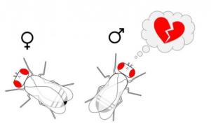 Un mâle éconduit fera plus attention lors de ses prochaines tentatives de séduction 