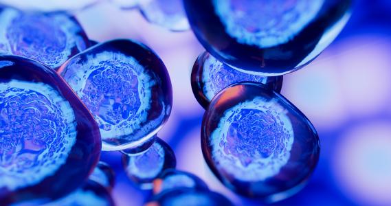 Cibler 2 voies biologiques à la fois induit 1 effet synergique et promet des thérapies anti-âge encore plus efficaces