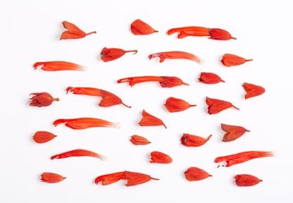 Un composé dérivé de la plante bloque sélectivement une enzyme appelée Cathepsine K (CatK), qui joue un rôle clé dans la rupture du collagène dans les os pendant l'ostéoporose