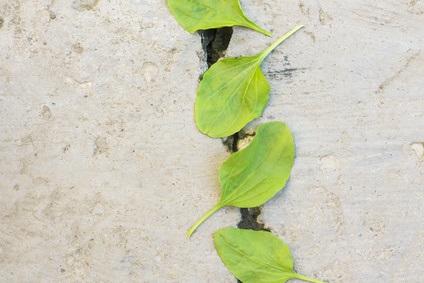 Près des deux tiers des apports caloriques des Chimane proviennent de glucides complexes, en particulier de bananes plantains et de riz. 