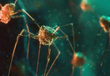 Un ensemble de gènes mobiles du génome, ou " mobilome ", permet aux bactéries de bloquer la capacité des phages à copier leur ADN, les empêchant ainsi d'infecter et d’éliminer d'autres bactéries (Visuel Adobe Stock 1255537578) Un ensemble de gènes mobiles du génome, ou " mobilome ", permet aux bactéries de bloquer la capacité des phages à copier leur ADN, les empêchant ainsi d'infecter et d’éliminer d'autres bactéries (Visuel Adobe Stock 1255537578)
