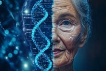 2 nouvelles études examinent l'impact des mutations qui surviennent au fil du temps dans les muscles et les vaisseaux sanguins sur le vieillissement (Visuel Adobe Stock 1314559226) 2 nouvelles études examinent l'impact des mutations qui surviennent au fil du temps dans les muscles et les vaisseaux sanguins sur le vieillissement (Visuel Adobe Stock 1314559226)