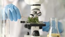 Et si le cannabidiol (CBD) pouvait également cibler les mécanismes pro-inflammatoires et réduire la neuroinflammation ? (Visuel Adobe Stock 606696934) Et si le cannabidiol (CBD) pouvait également cibler les mécanismes pro-inflammatoires et réduire la neuroinflammation ? (Visuel Adobe Stock 606696934)