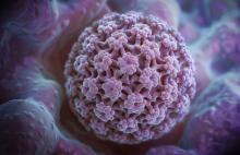 L'étude reconstitue pour la première fois la cinétique de l'infection par le papillomavirus humain (HPV) (Visuel Adobe Stock 773866101) L'étude reconstitue pour la première fois la cinétique de l'infection par le papillomavirus humain (HPV) (Visuel Adobe Stock 773866101)